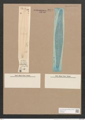 Pleurosigma rigidum W.Sm. (de-Toni-Nr.: Genus 13, Species 1013) Zeichnungen Sammlung Grunow Nr. 2074 (NHMW-BOT-W0368937)